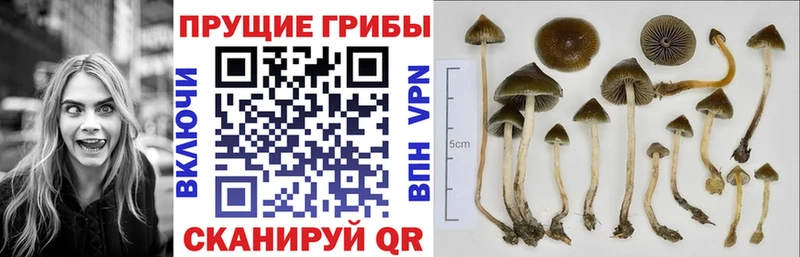 Псилоцибиновые грибы MAGIC MUSHROOMS  Купить  Касимов 